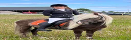 Island hästar till salu: Välriden drömhäst - Annons 8