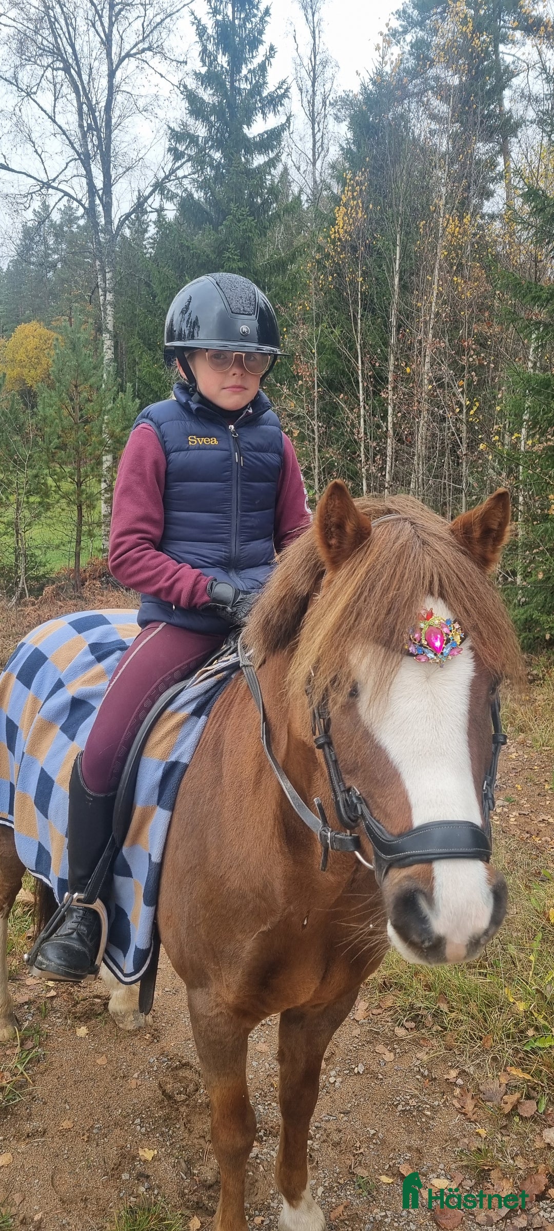 Allround hästar sökes: Söker B-ponny i Ekenässjön - Annons 1