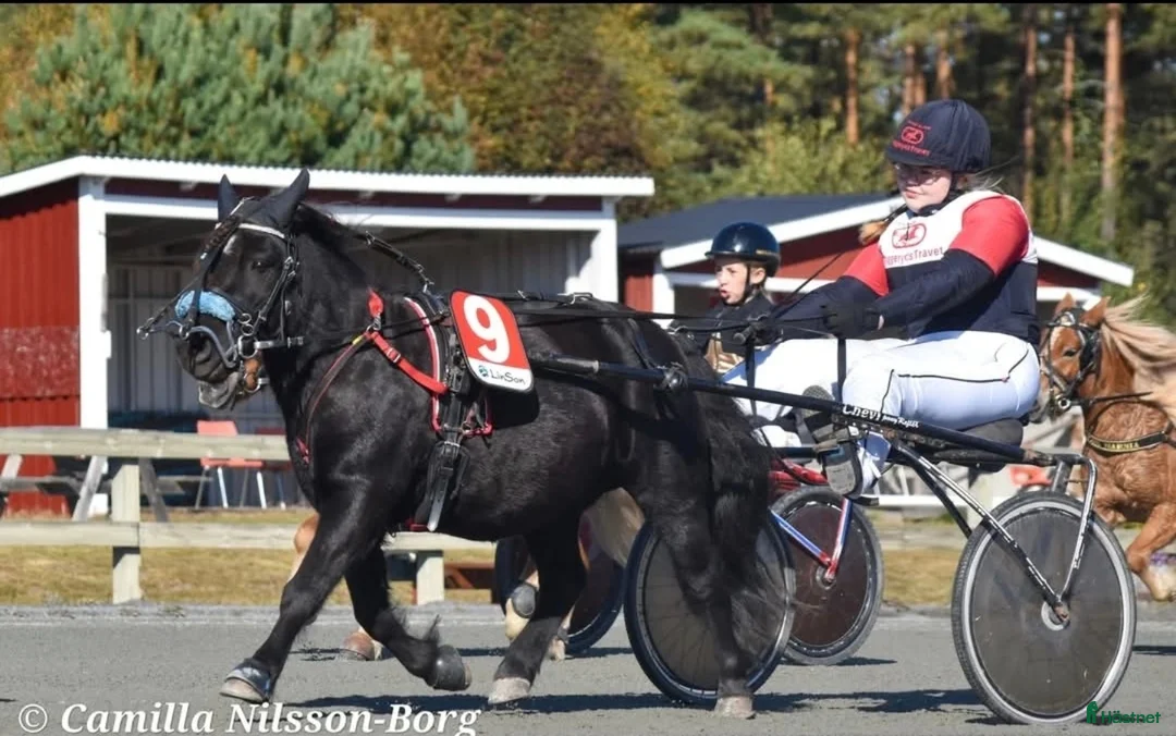  medryttarhäst sökes: Medryttarhäst Sökes runt vaggeryd i Skillingaryd - Annons 5