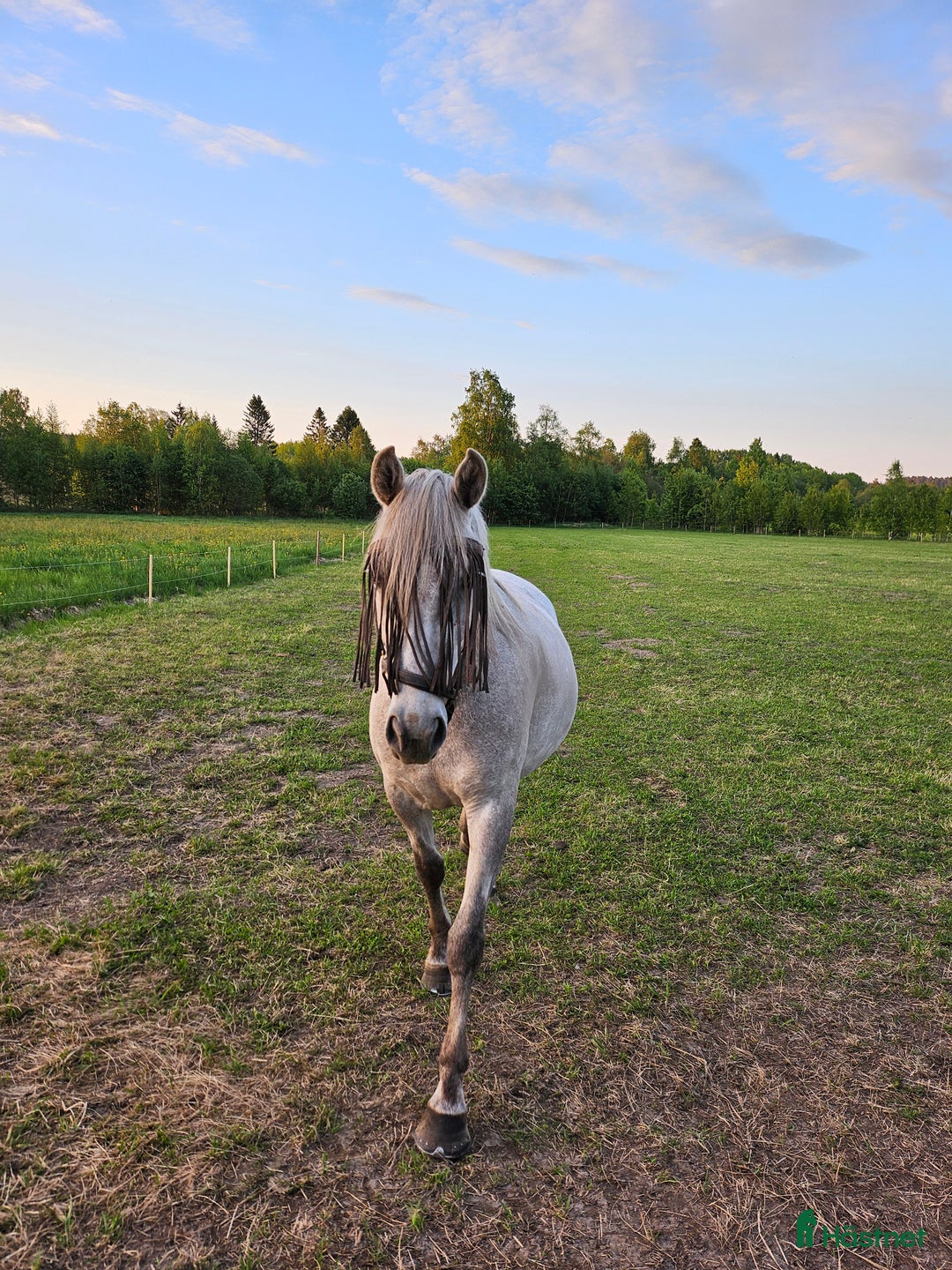 Allround hästar till salu: Charmigt sto söker nytt hem i Norrköping - Annons 3