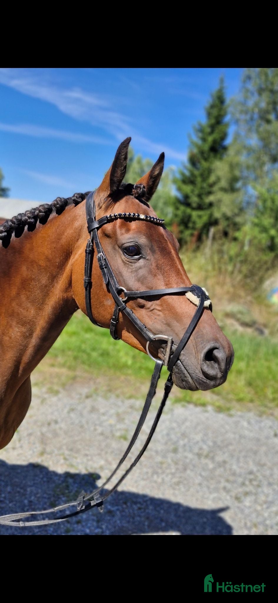  hästar Trevlig allroundponny - Annons 16