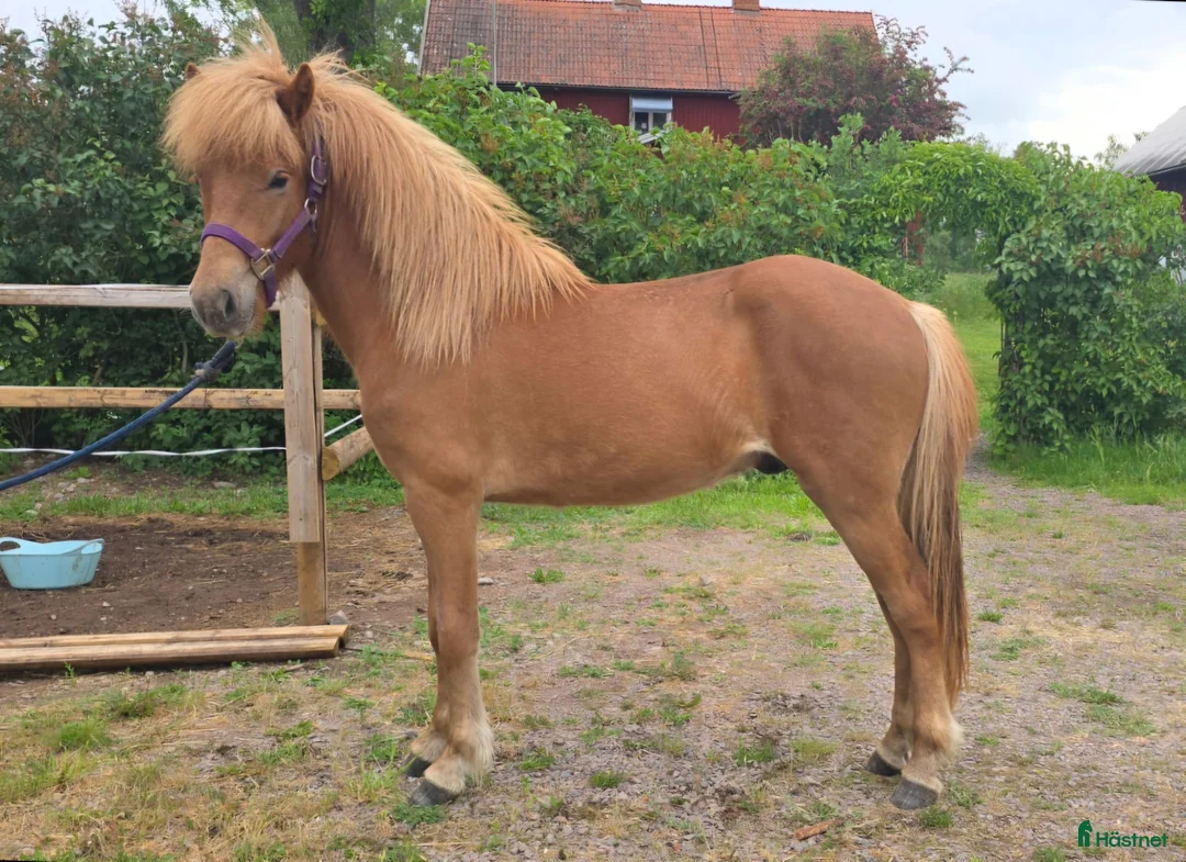 Island hästar till salu: Vacker 2årig hingst - Annons 2