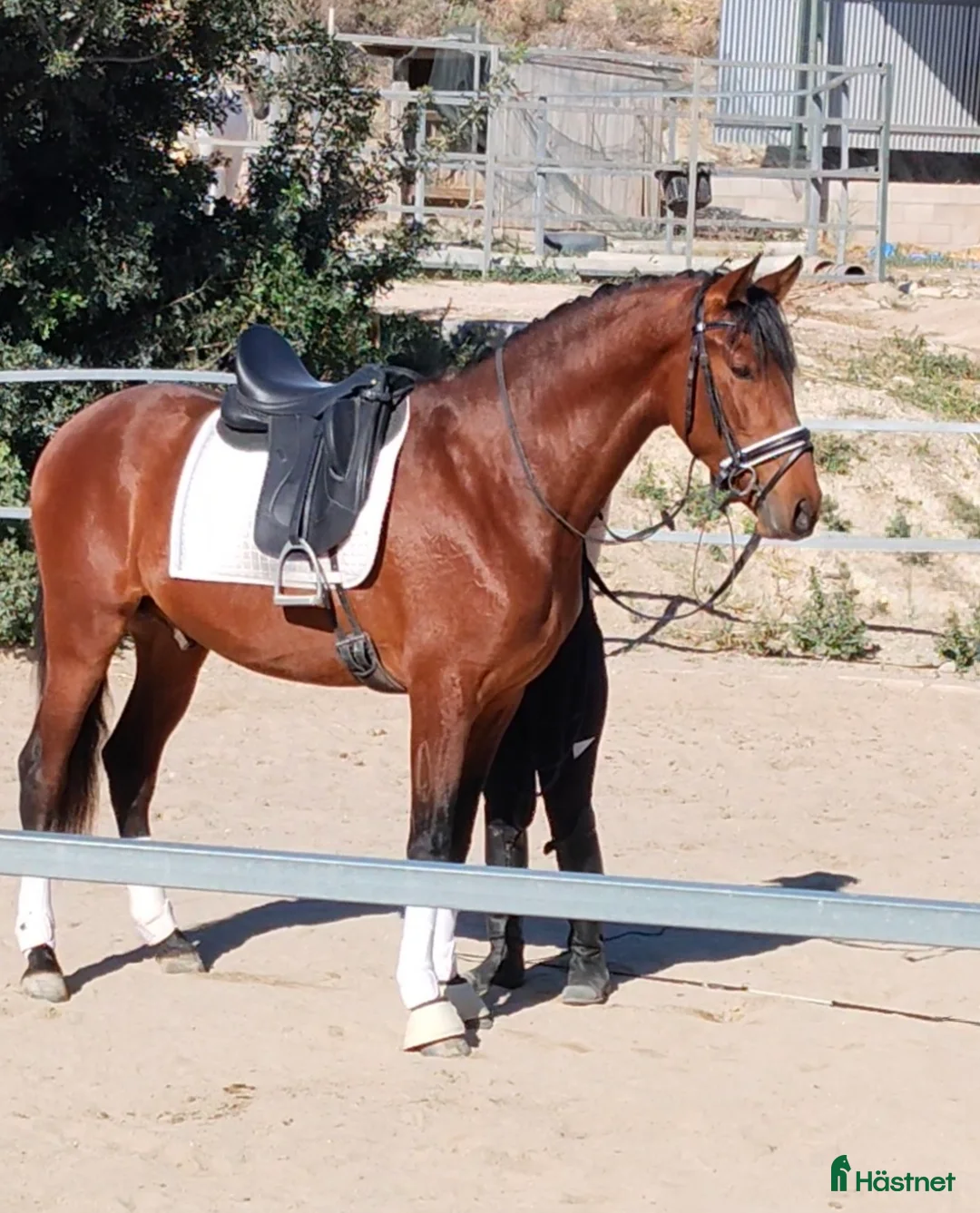 Dressyr hästar till salu: ⭐⭐Fyra st superfina PRE hästar ⭐⭐ i Märsta - Annons 4