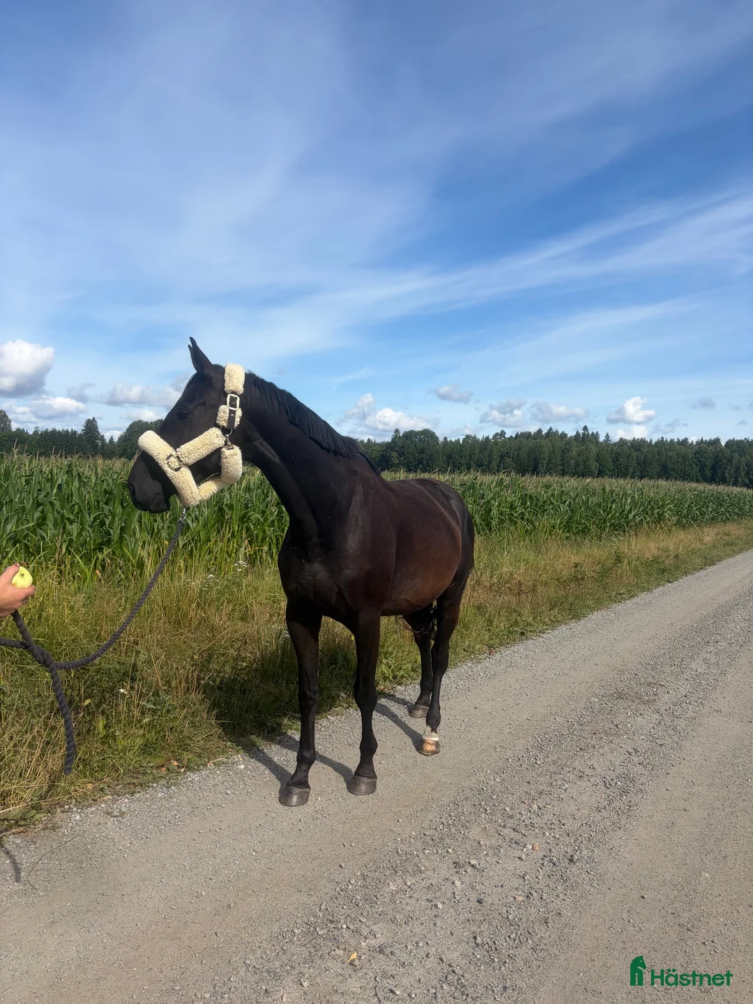 Hoppning hästar till salu: Super fin 4 åring  - Annons 3