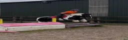 Allround hästar till salu: Bombproof Ride & Drive pony - Annons 6