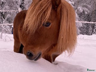 hästar shetlandsponny - Annons 14
