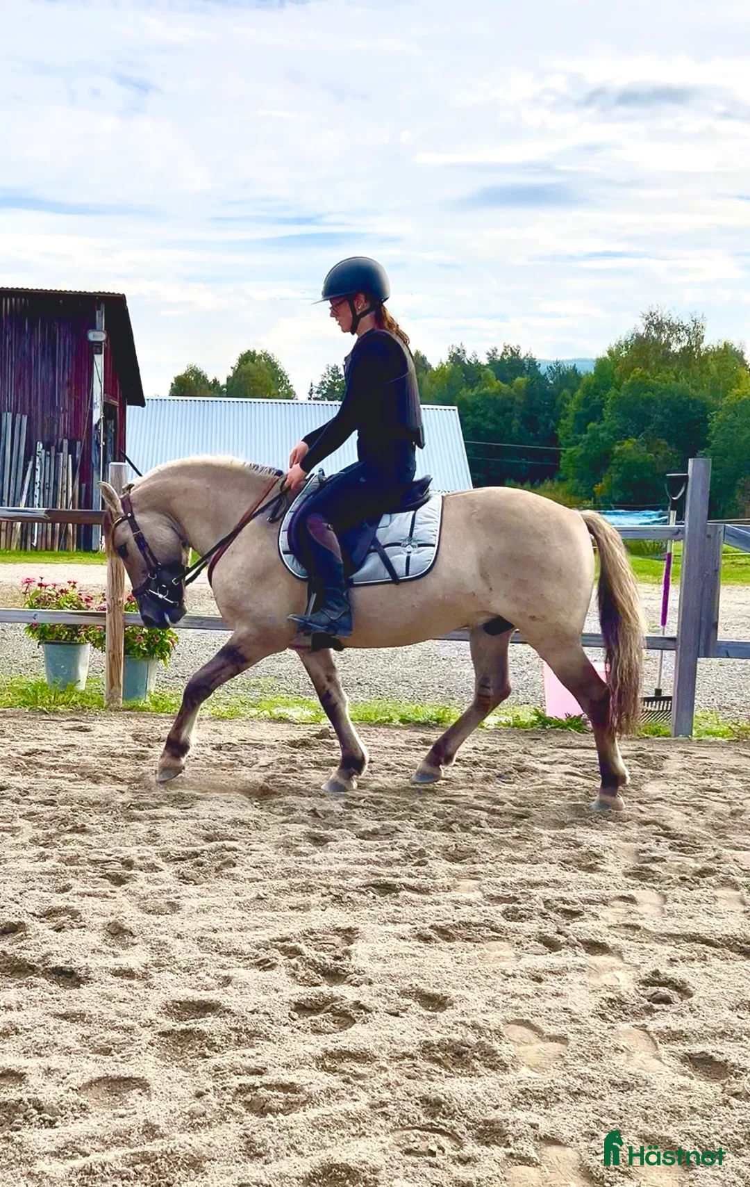 Allround hästar till salu: Käck ponny  - Annons 2