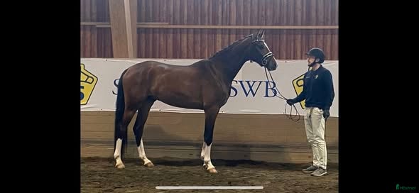  hästar Snygg, uttrycksfull och sportig valack - Annons 1