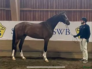 hästar Snygg, uttrycksfull och sportig valack - Annons 1