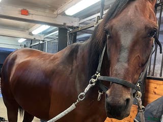 hästar Social och mysig kille! i Enköping - Annons 2