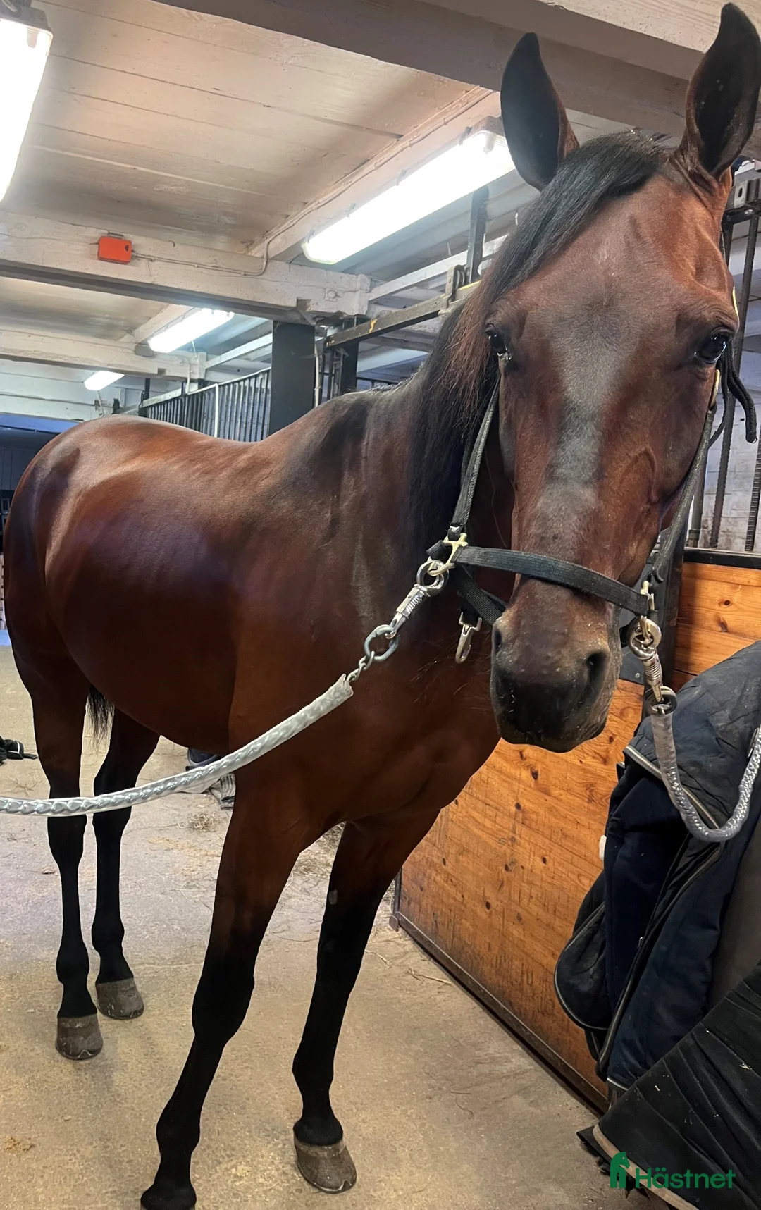 Allround hästar till salu: Social och mysig kille!  i Enköping - Annons 1