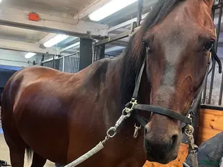 hästar Social och mysig kille! i Enköping - Annons 17