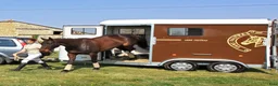 Hästtransporter  fordon & transport till salu: Fautras Provan- låg step-up=problemfri lastning - Annons 5