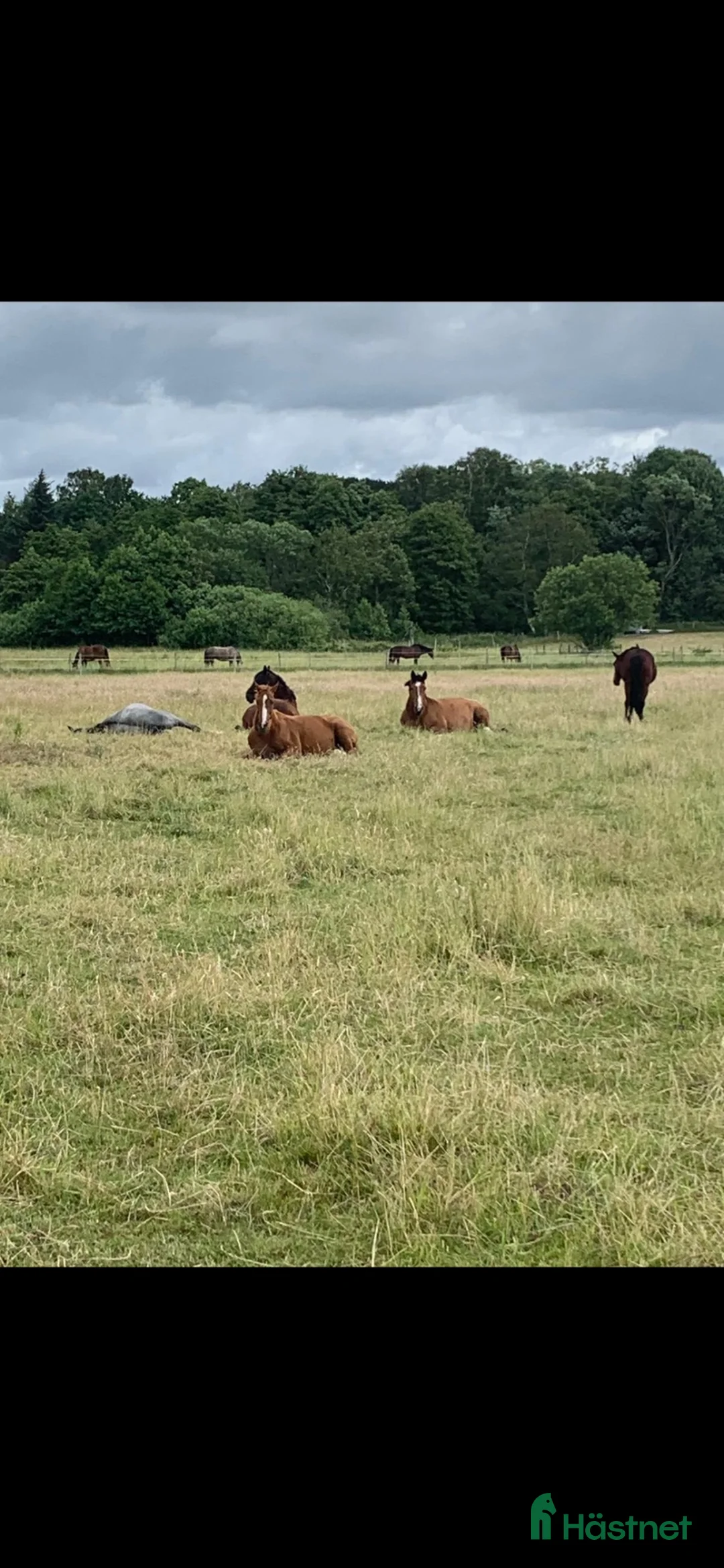  stallplats finnes: Stallplats Onsala - Annons 4
