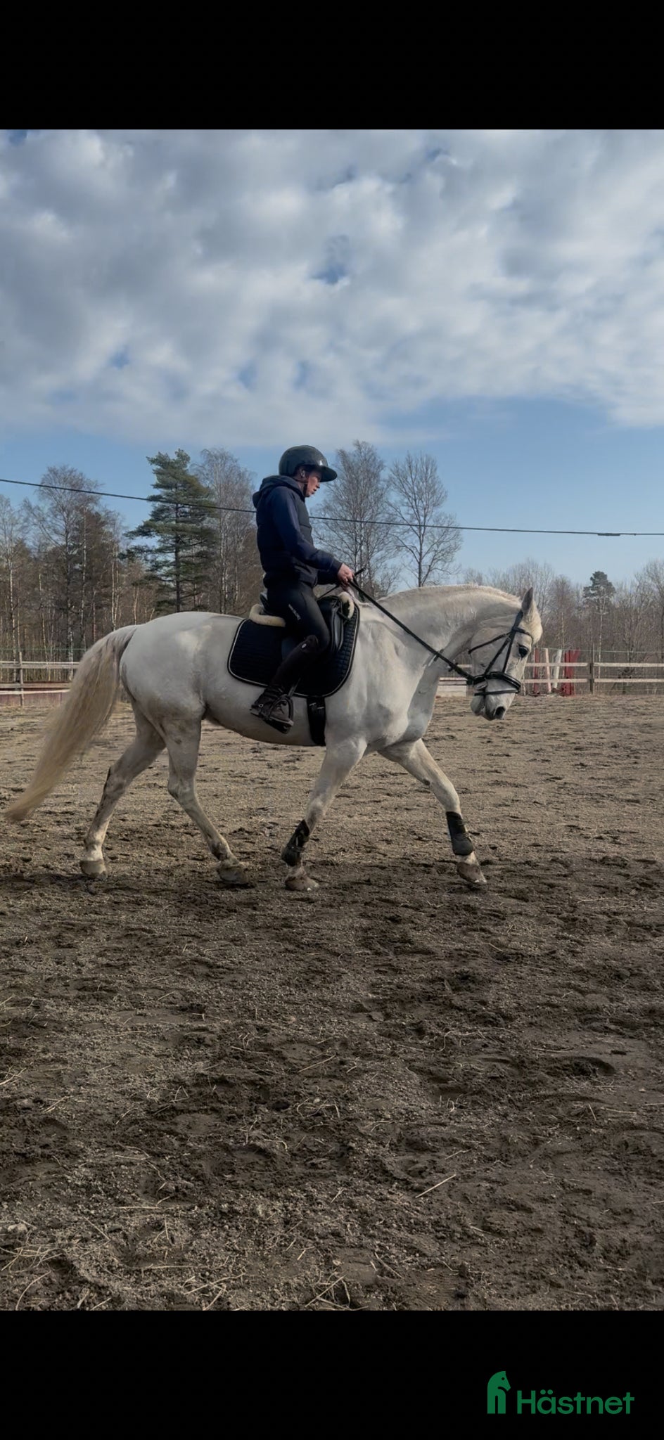  hästservice hästar för utbildning, träning och tävling.  - Annons 6