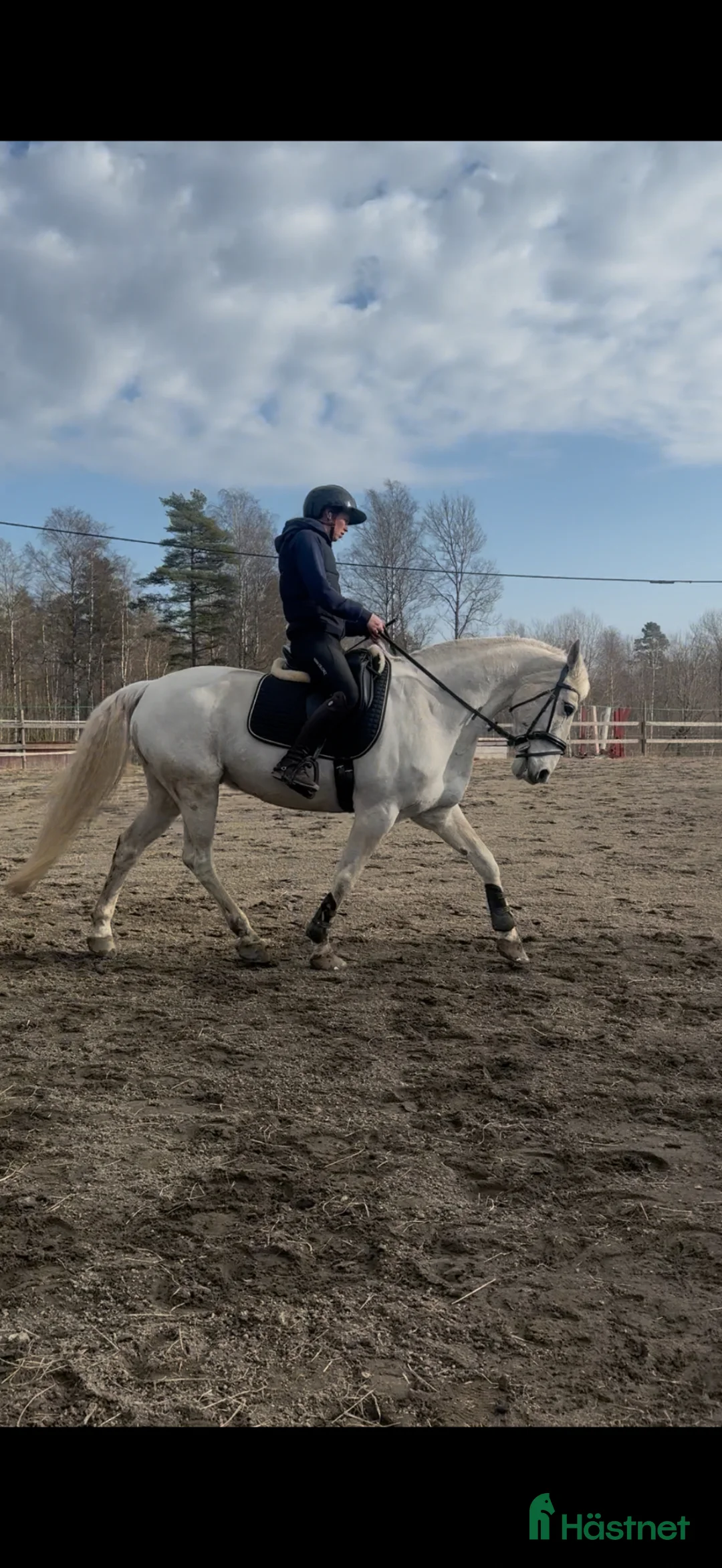  hästservice finnes: hästar för utbildning, träning och tävling.  - Annons 1