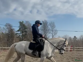 hästservice hästar för utbildning, träning och tävling. - Annons 6