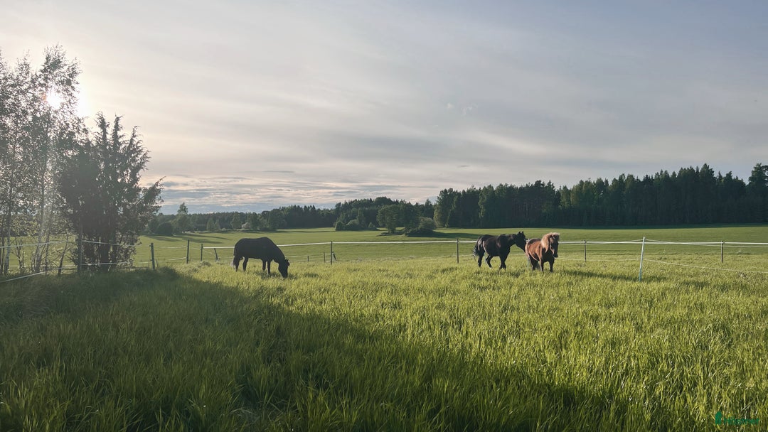  stallplats finnes: Lösdriftplats i Heby i Heby - Annons 6