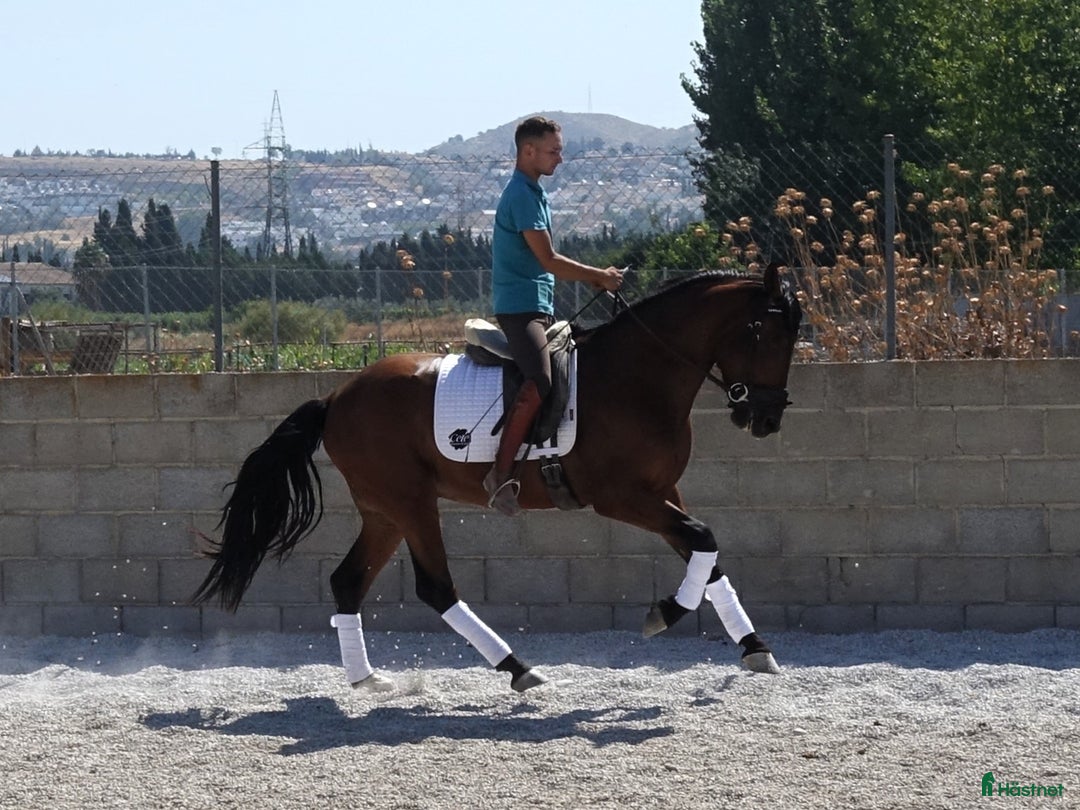 Dressyr hästar till salu: Charmig PRE valack i Coín - Annons 3