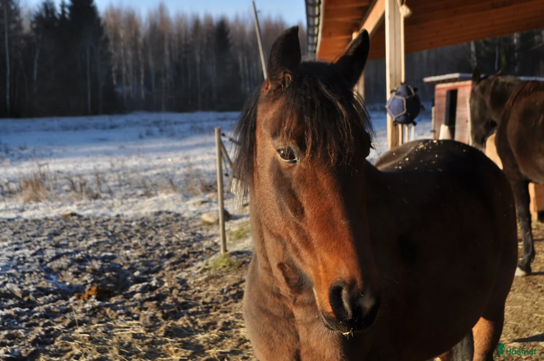 Trav hästar till salu: 9-årigt varmblodssto Mattis (Make it Matter) i Älandsbro - Annons 4