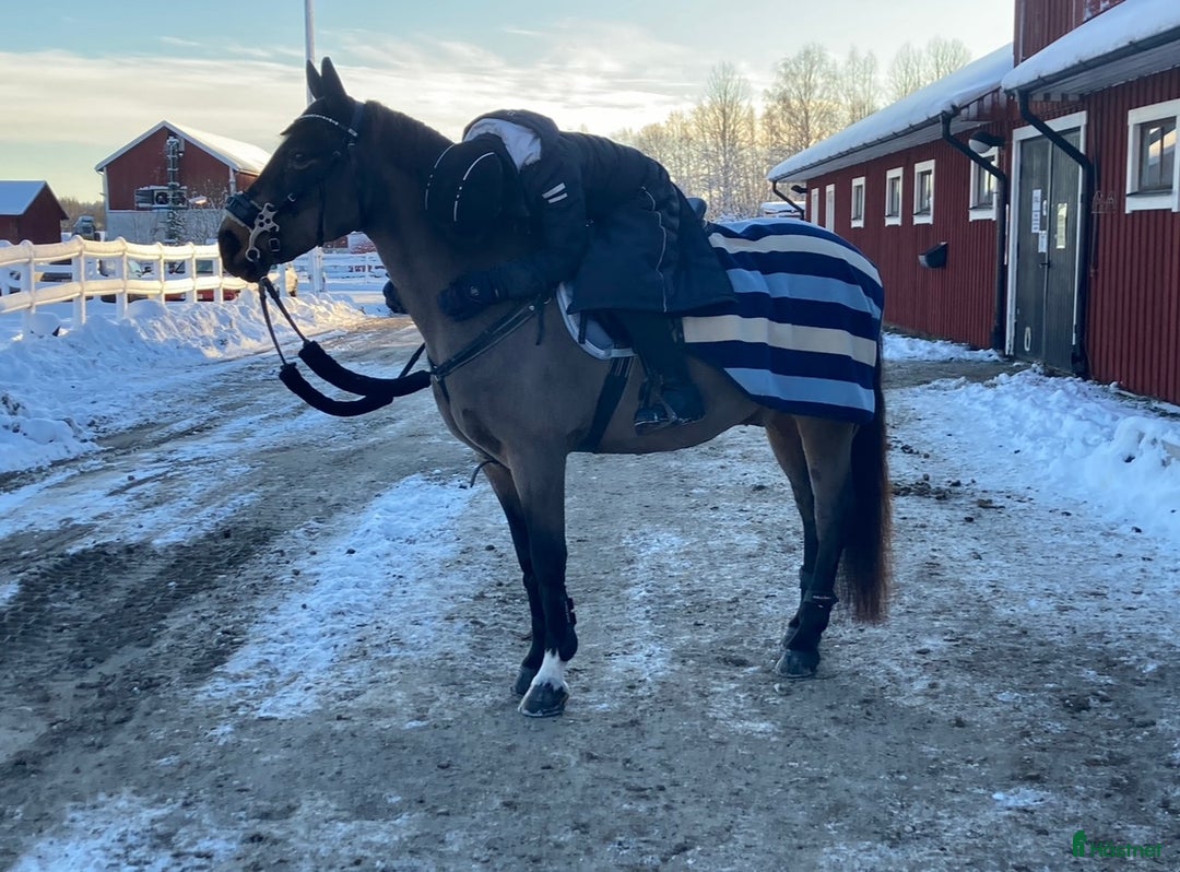 Dressyr hästar till salu: Guldkille till salu! i Kvissleby - Annons 15