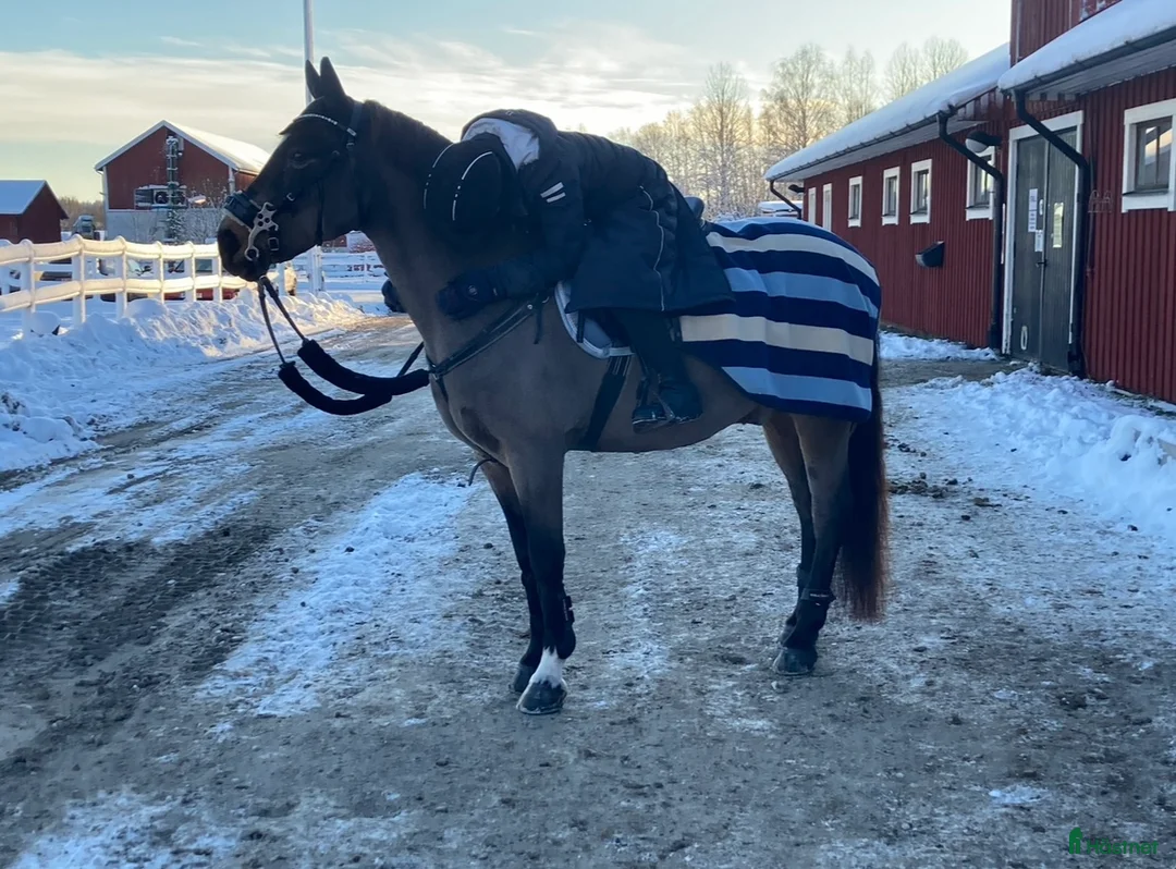 Dressyr hästar till salu: Guldkille till salu! i Kvissleby - Annons 15