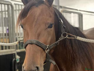 hästar Avels sto i Bullmark - Annons 2