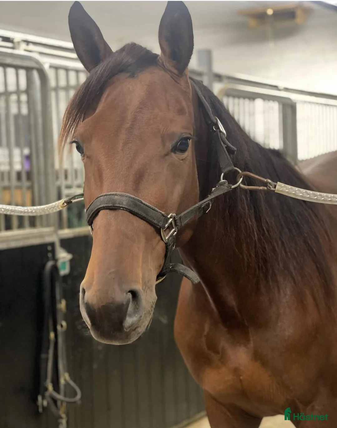 Avelshästar hästar till salu: Avels sto i Bullmark - Annons 1