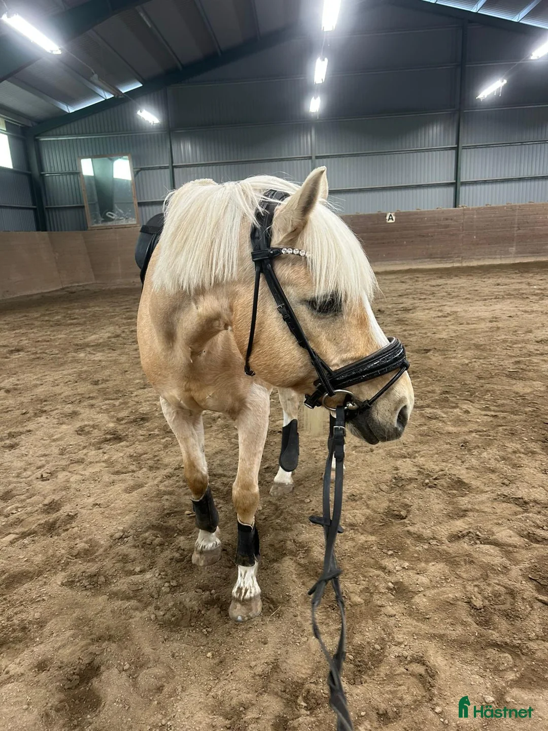 Allround hästar till salu: Valack med utstrålning! - Annons 1