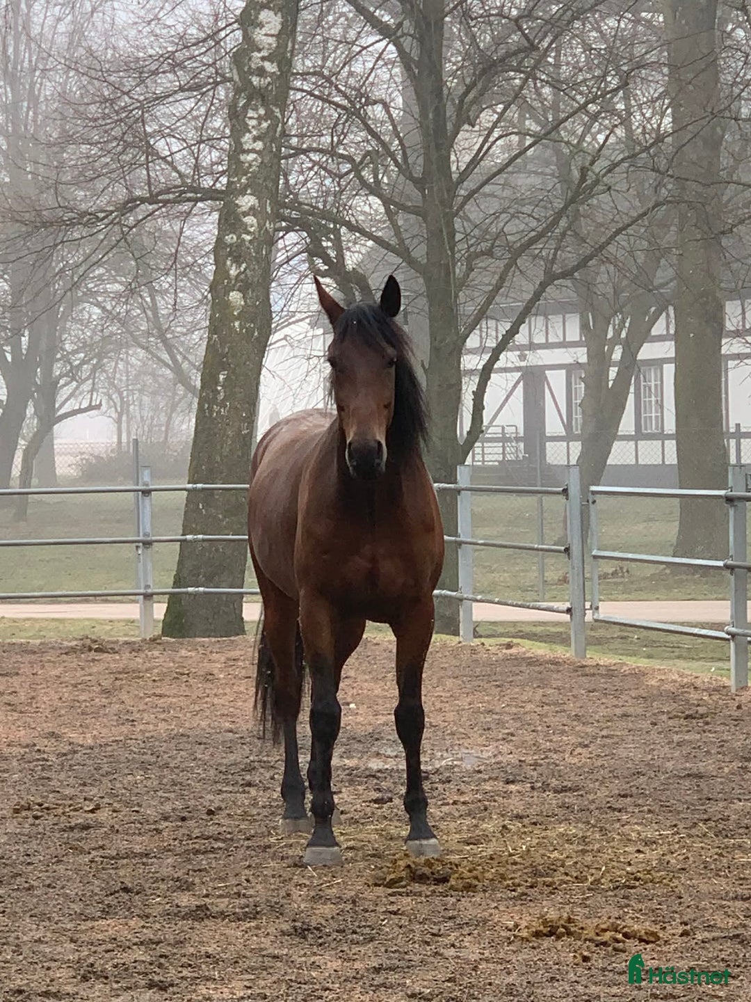 Allround hästar till salu: En riktig kompis i Genarp - Annons 5