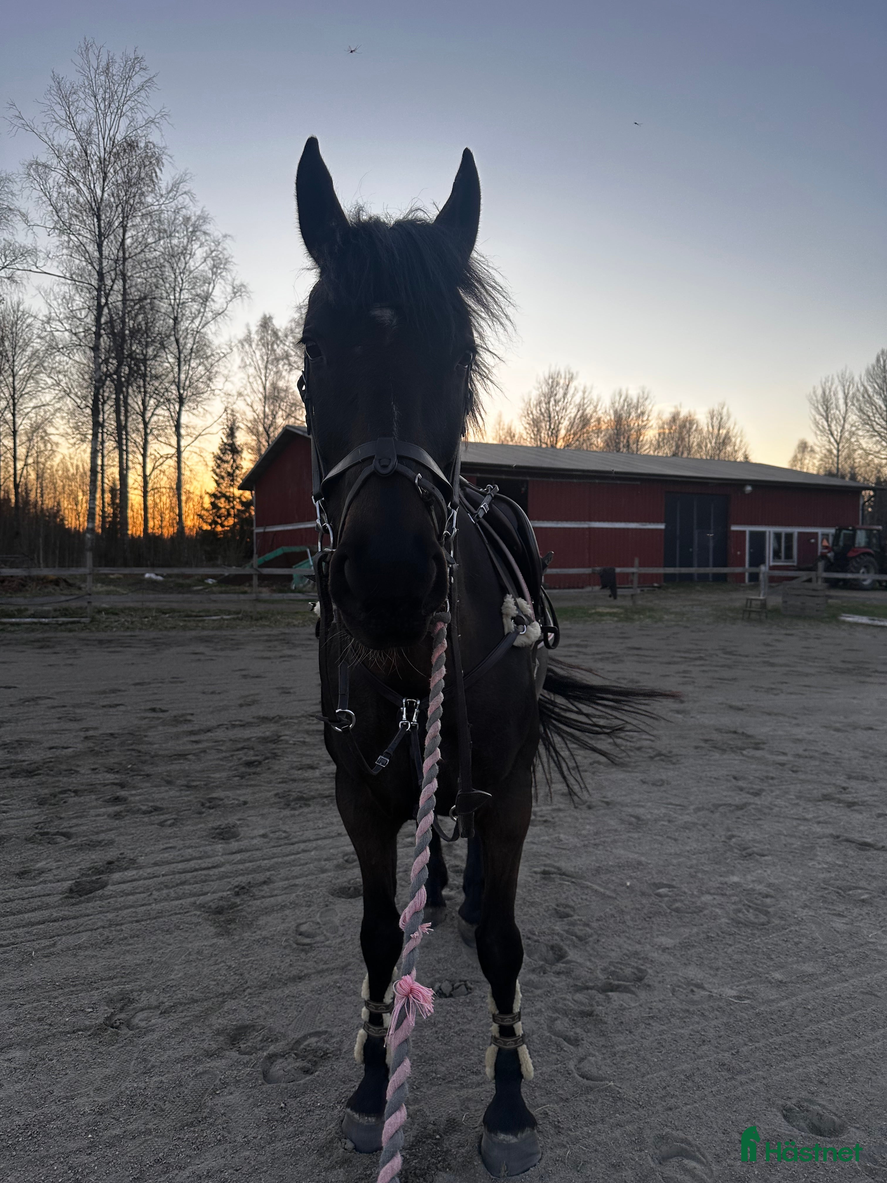  medryttarhäst finnes: Söker en rutinerad medryttare   - Annons 4