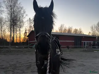 medryttarhäst finnes: Söker en rutinerad medryttare - Annons 4