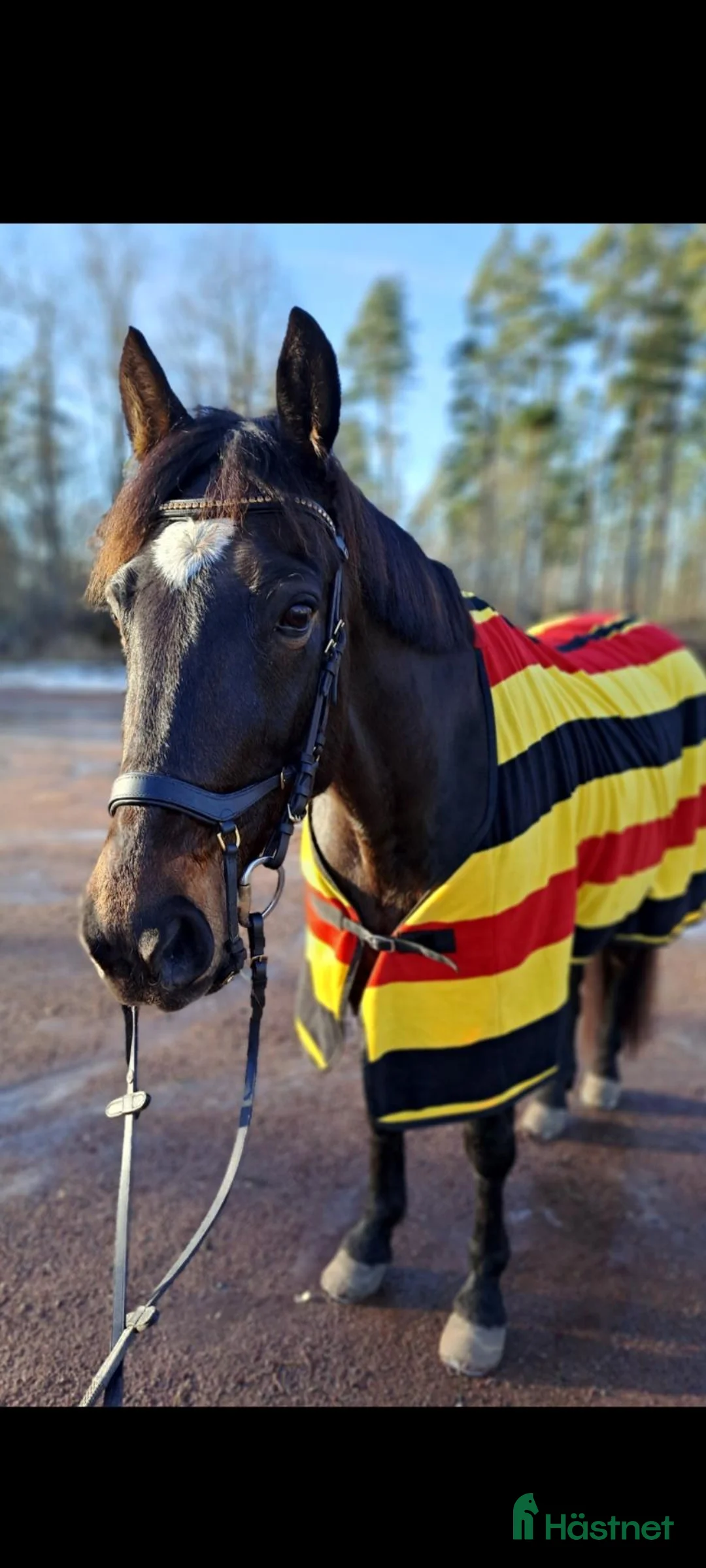Sällskap hästar till salu: Fin sällskapshäst/skogmulle - Annons 1