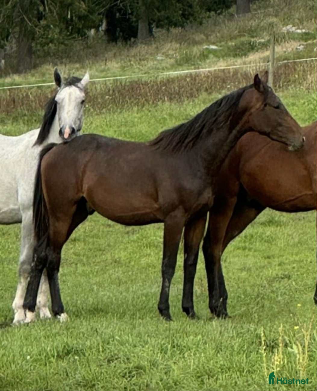  hästar Svenskfödd tvåårshingst e Don't Touch Tiji Hero - Annons 5