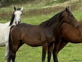 hästar Svenskfödd tvåårshingst e Don't Touch Tiji Hero - Annons 15