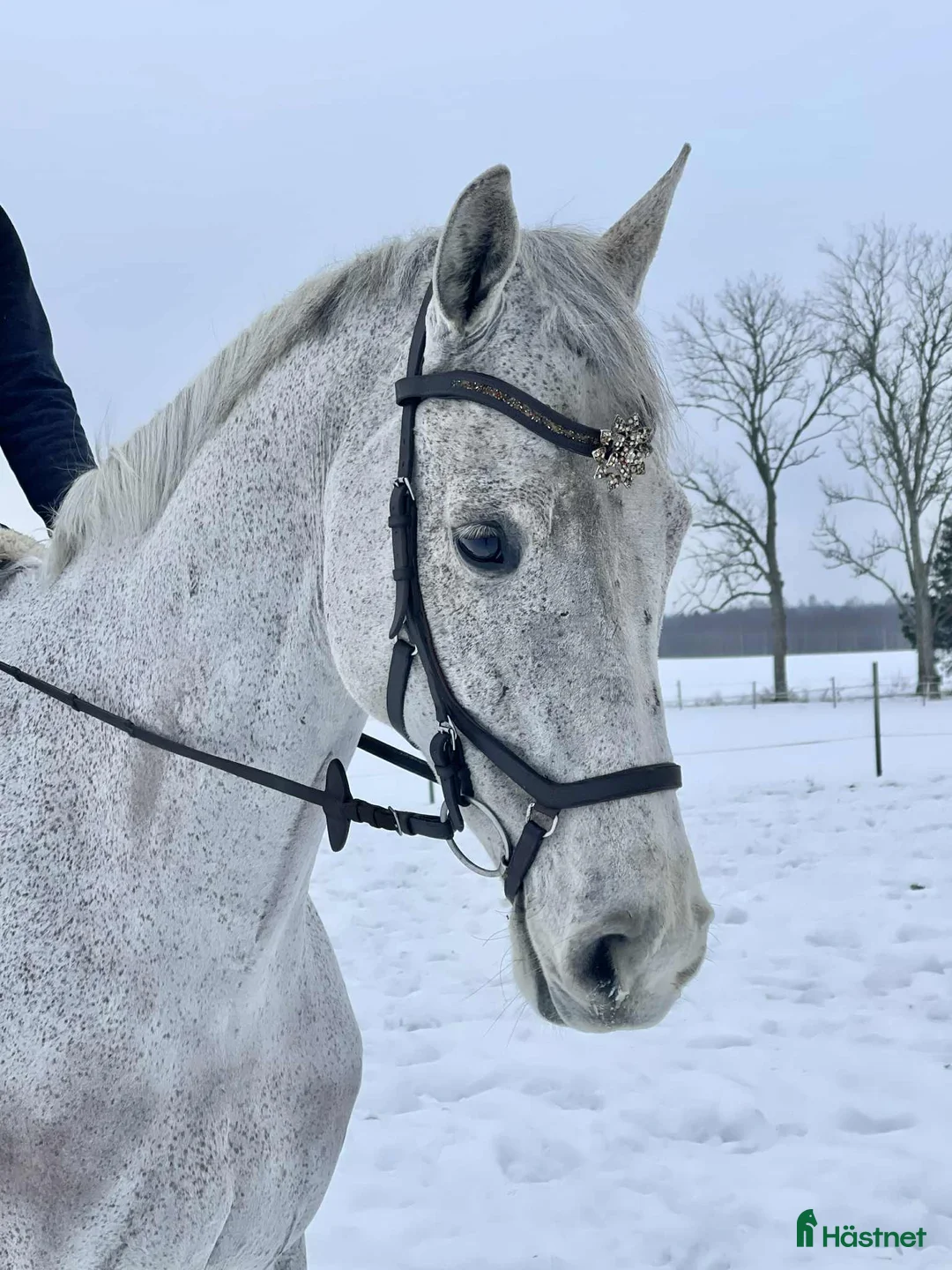 Allround hästar till salu: Hopphäst med mycket trevliga gångarter i Sala - Annons 7