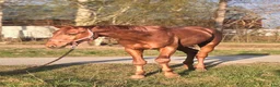 Dressyr hästar till salu: Röd Ferrari - Annons 1