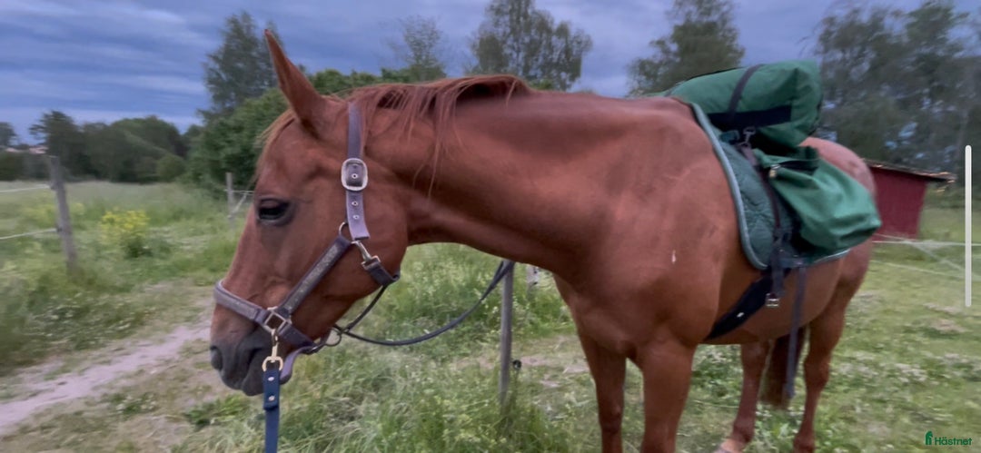 Sällskap hästar till salu: Klokt lättskött sällskap i Uppsala - Annons 2