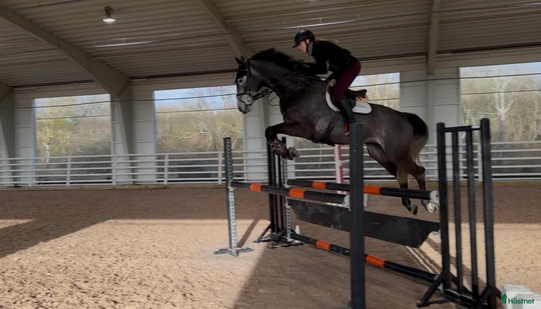 Allround hästar till salu: En häst för framtiden ⭐️ - Annons 2