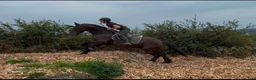 Allround hästar till salu: Handsome gelding 155cm - Annons 4