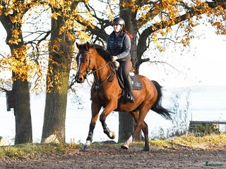 hästar Lovande Valack i Västervik - Annons 11
