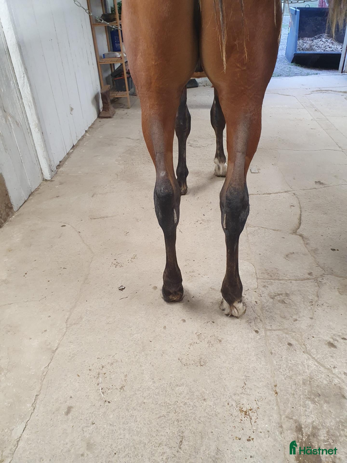  hästar Hingst 1 år - Annons 2