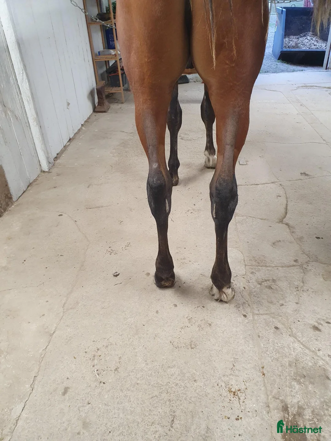 Trav hästar till salu: Hingst 1 år - Annons 2