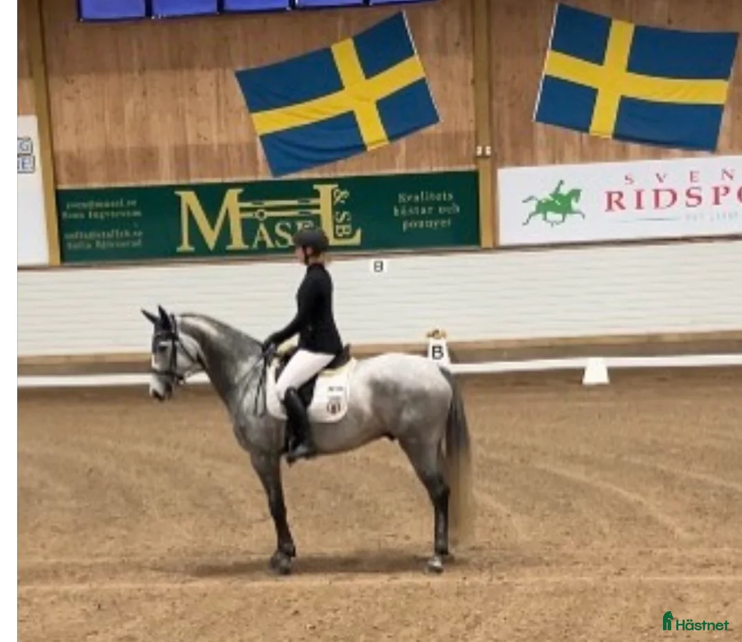 Dressyr hästar till salu: Utvecklingsbar - Annons 2