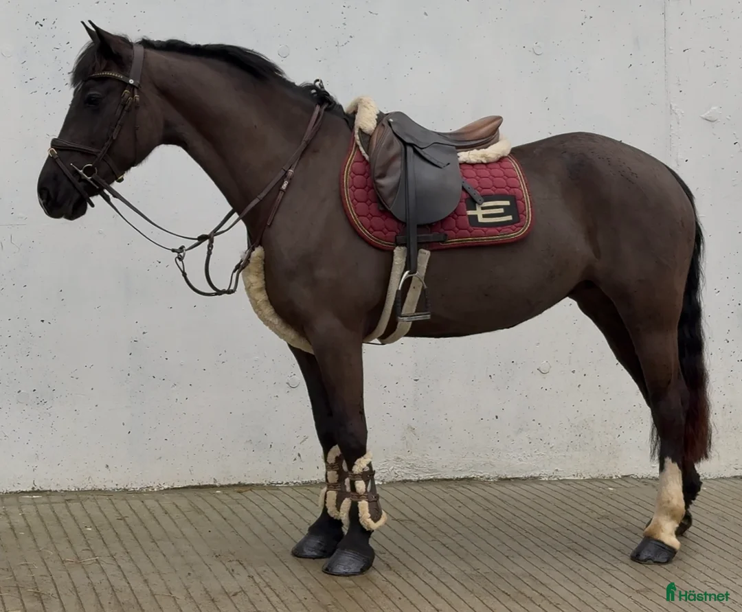 Hoppning hästar till salu: very talented 148cm mare  - Annons 2