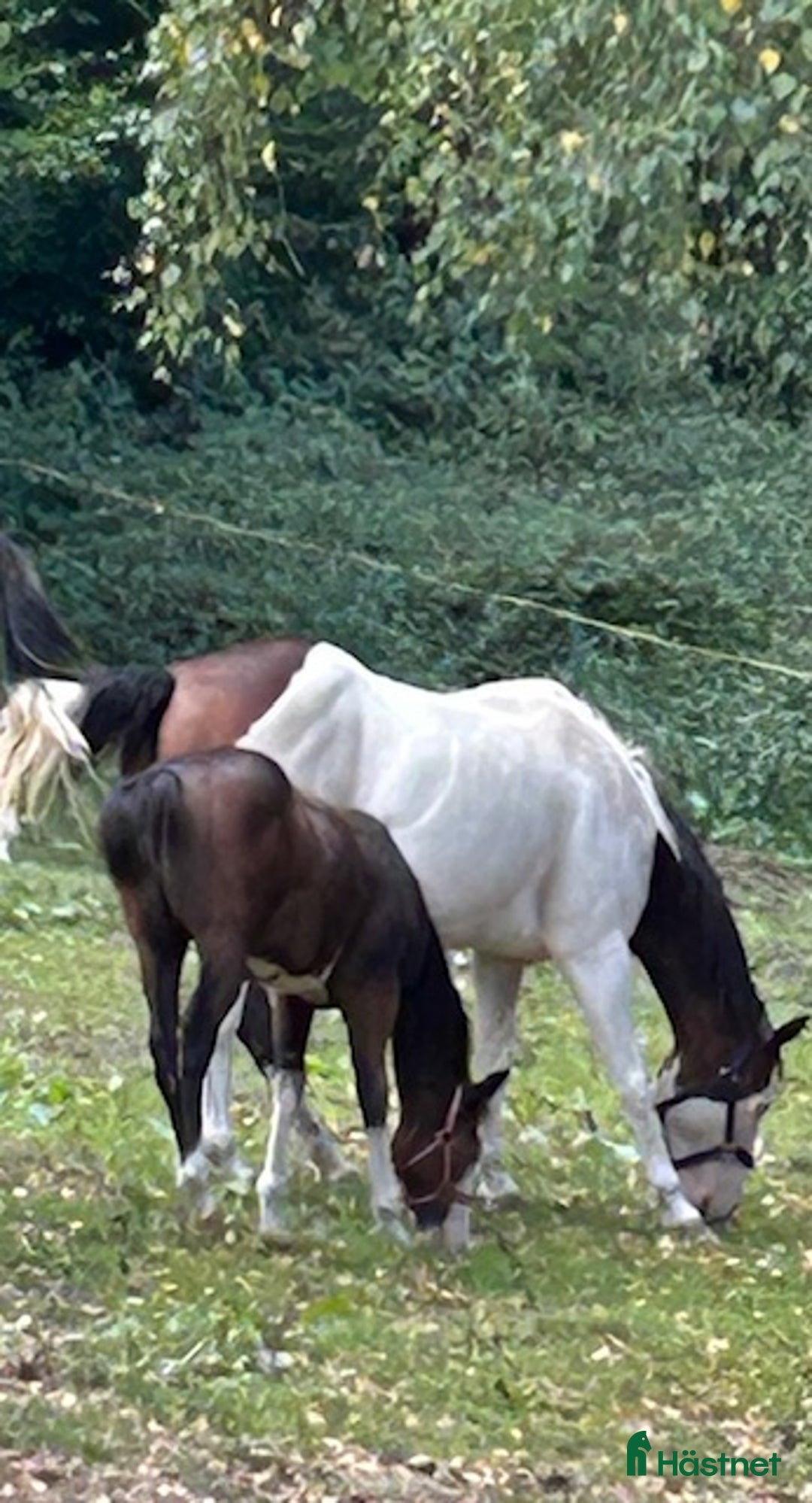 Western hästar till salu: Enterprise Rooster - Frosty i Lund - Annons 3