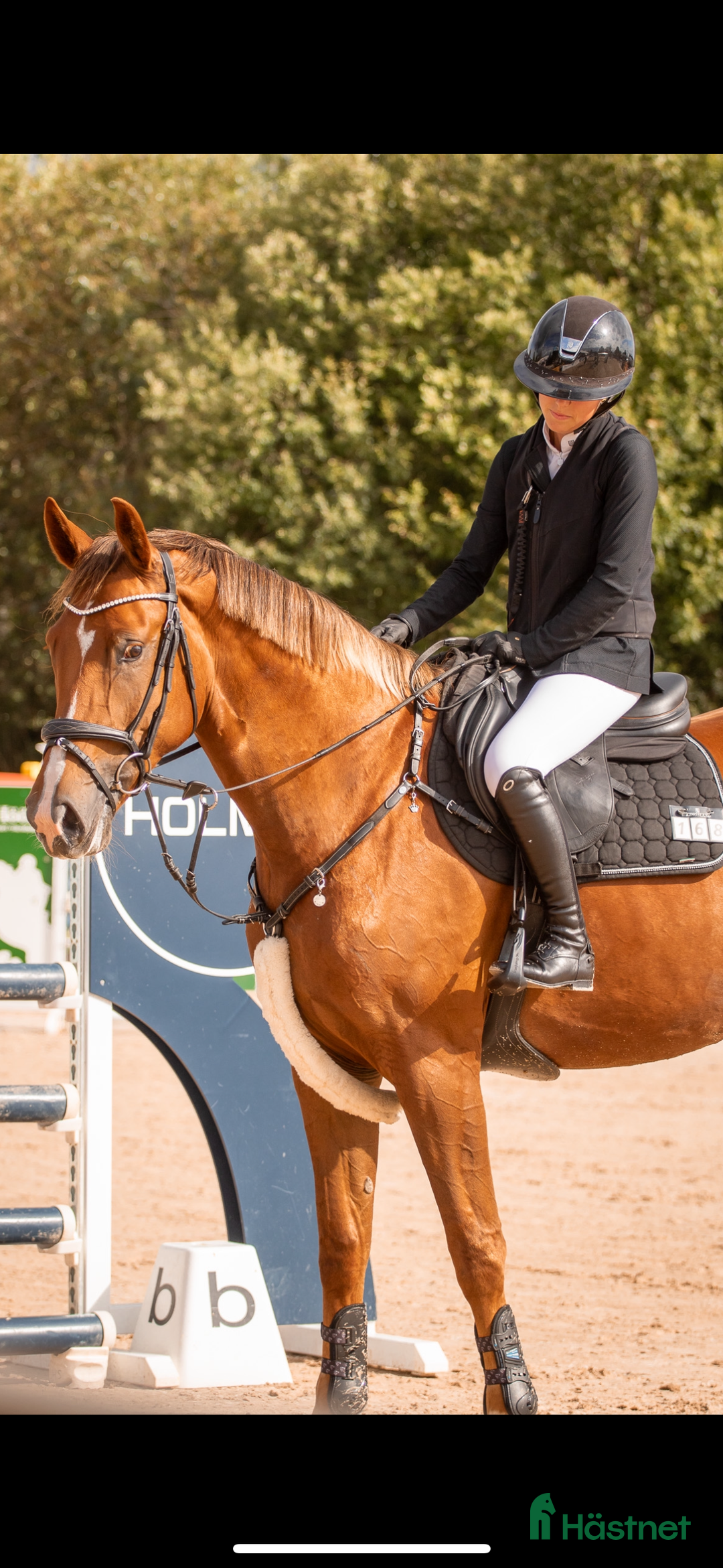 Hoppning hästar till salu: Vackert sto i Vikbolandet - Annons 3