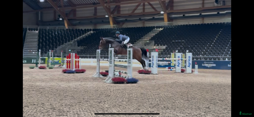 Hoppning hästar till salu: Magisk sprang hest, junior/youngrider i Aksdal - Annons 3