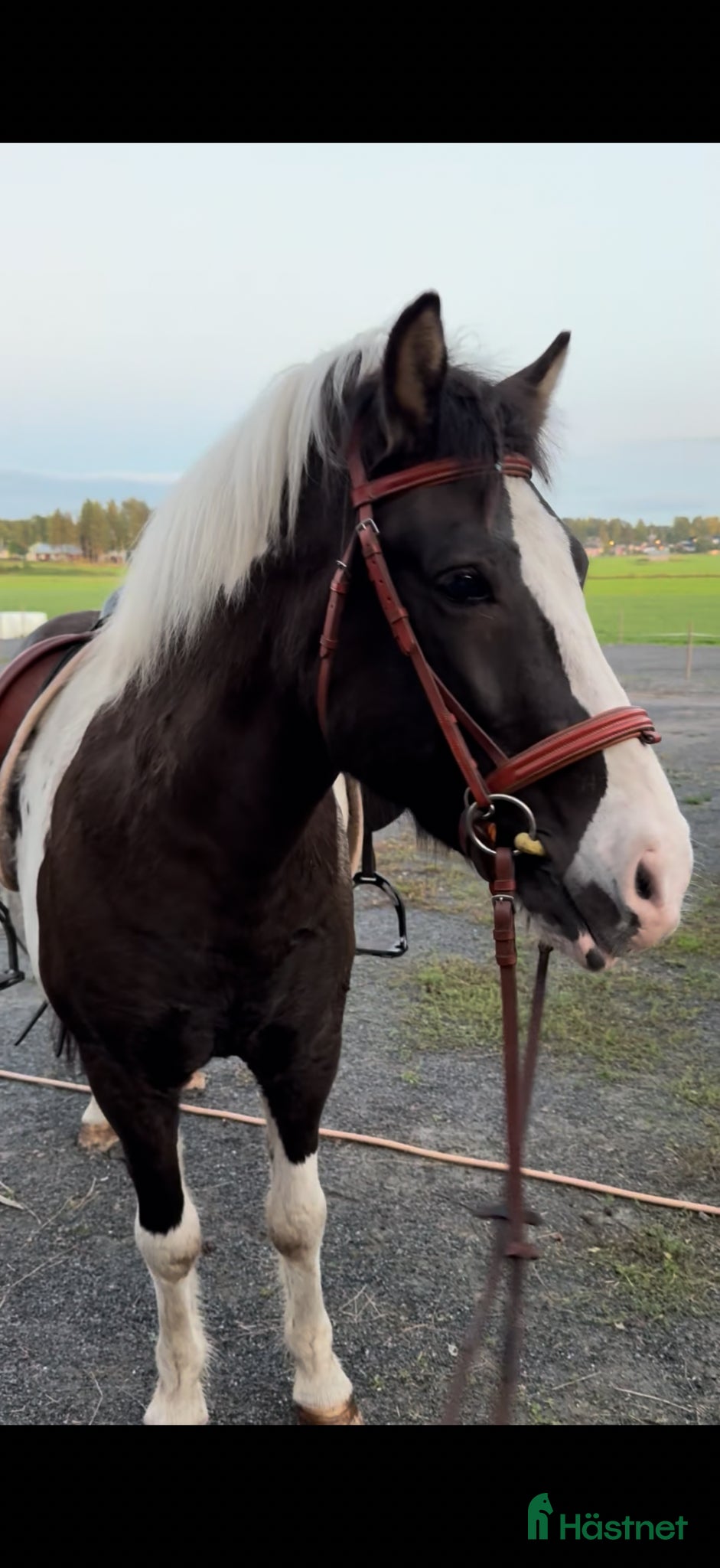 hästar Fantastisk islandshäst   - Annons 2