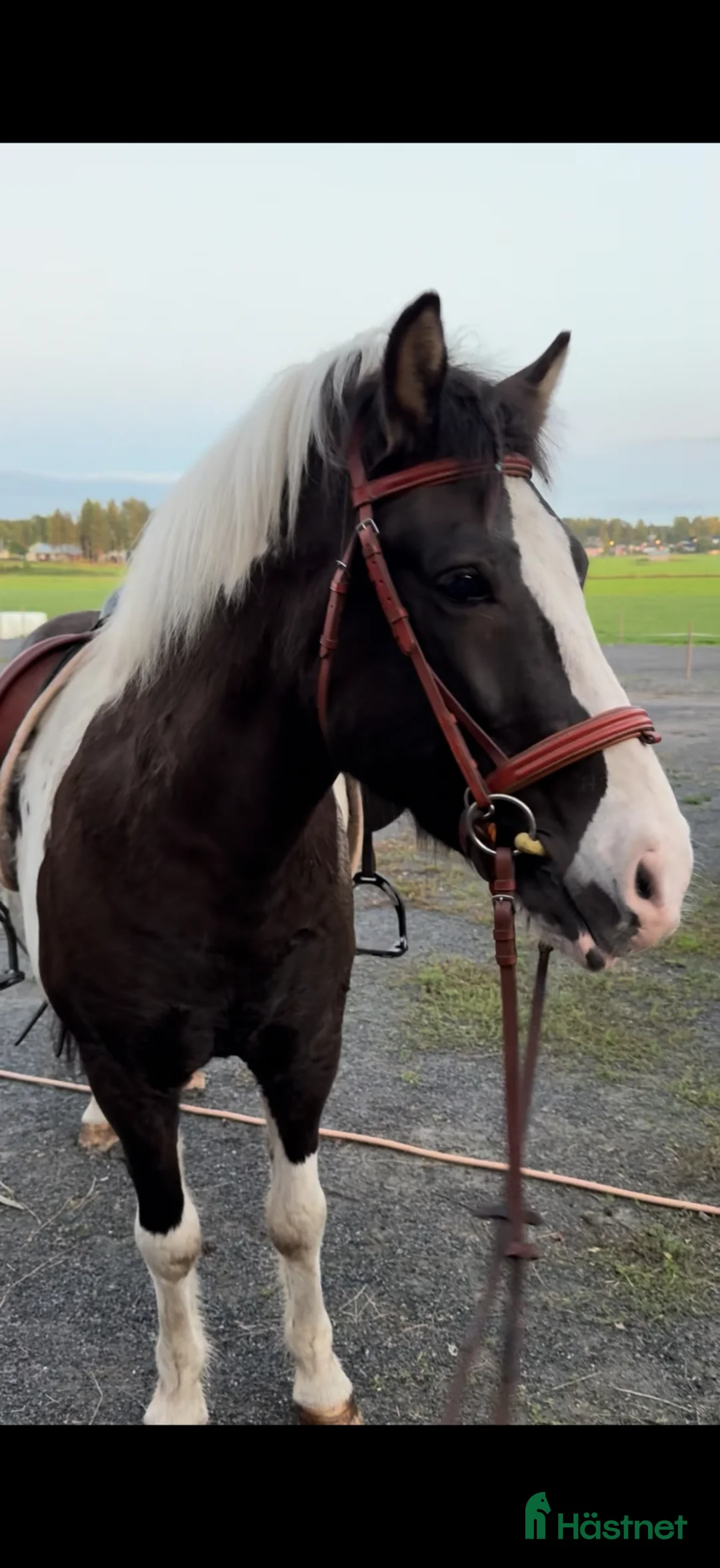 Island hästar till salu: Fantastisk islandshäst   i Boden - Annons 1